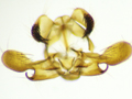Opogona sacchari
